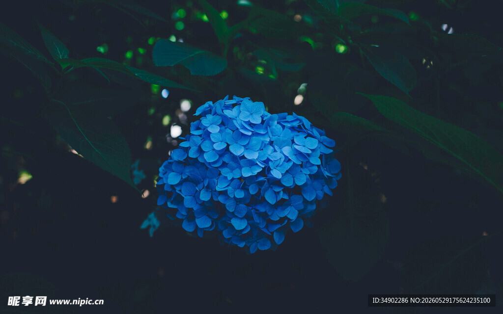 蓝色梦幻花朵微观景象