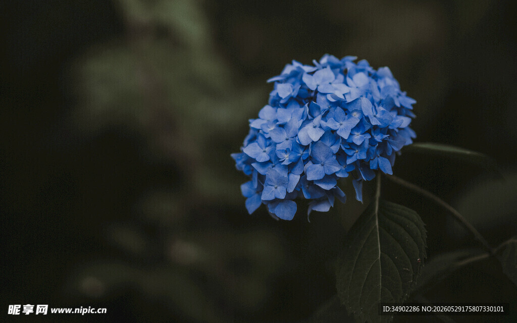蓝色绣球花特写