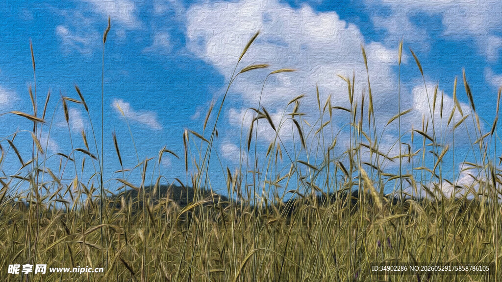 蓝天草地间的摇曳麦穗