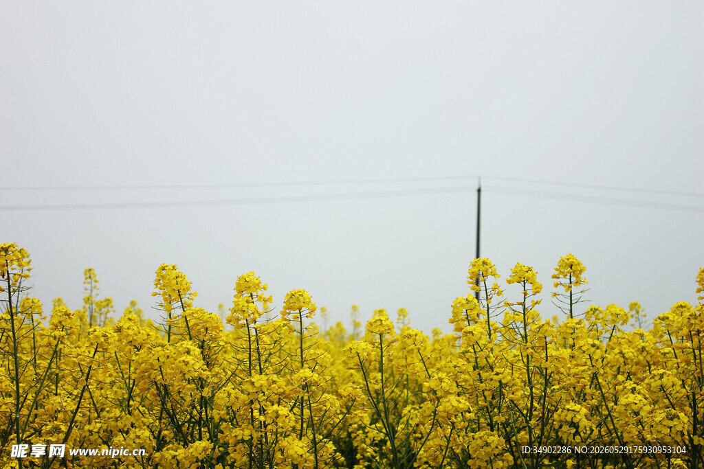 金黄油菜花田美景