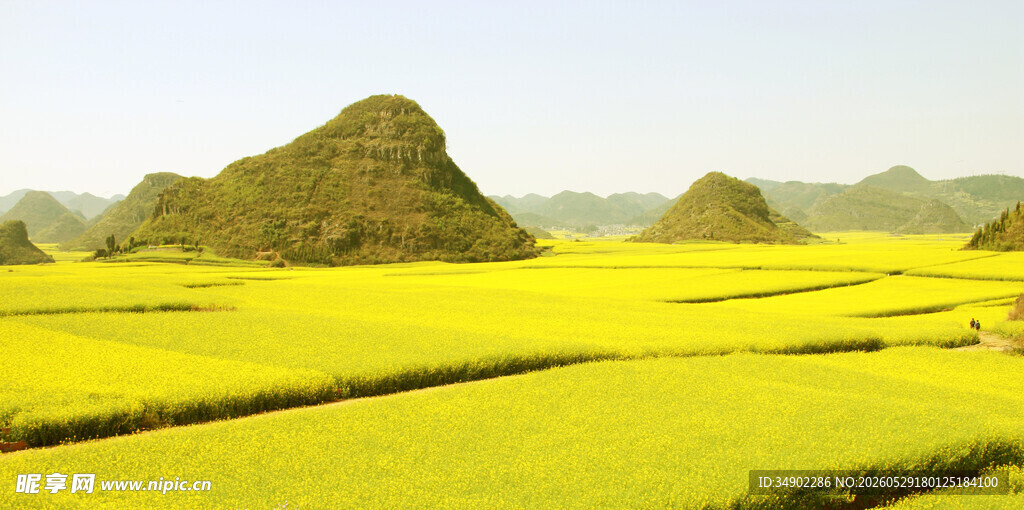金黄稻田与锥形山丘美景