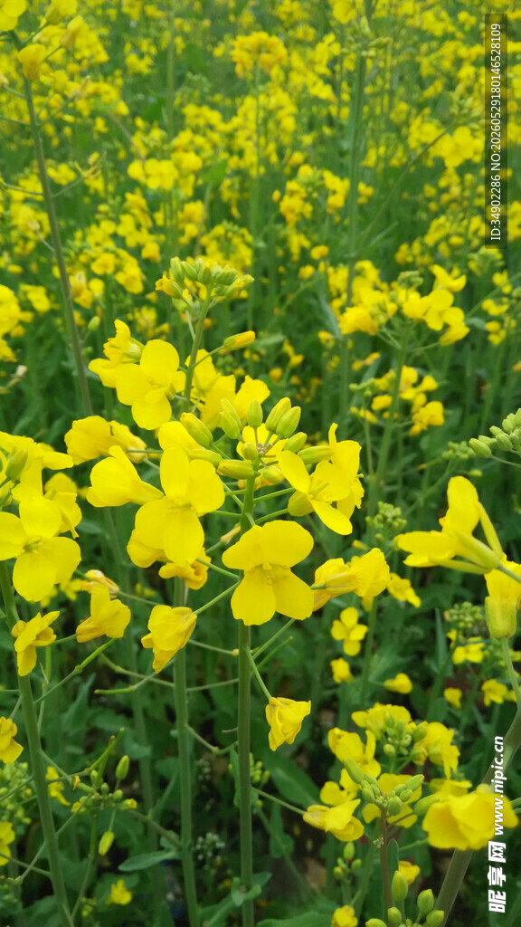 金黄油菜花田烂漫绽放