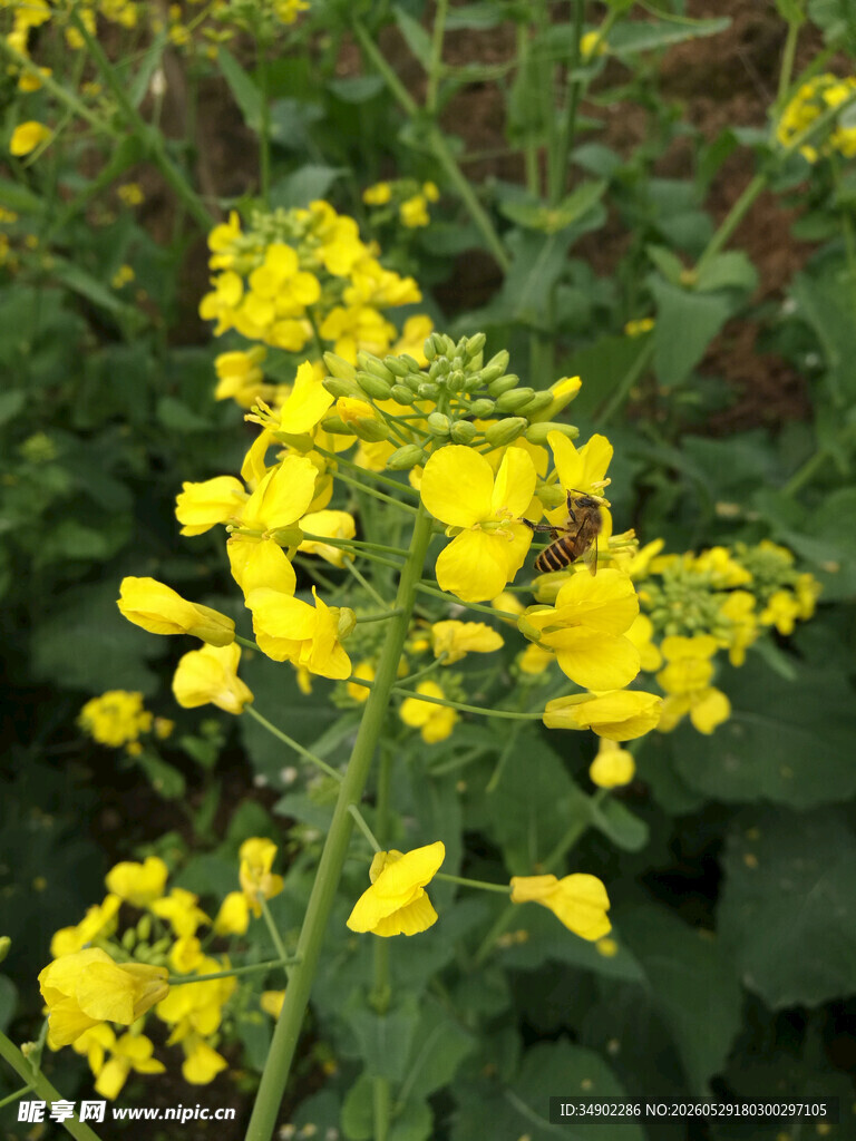 田野中的灿烂黄色油菜花