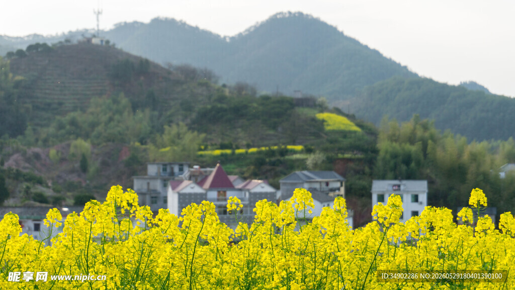 春日油菜花田与远山村落