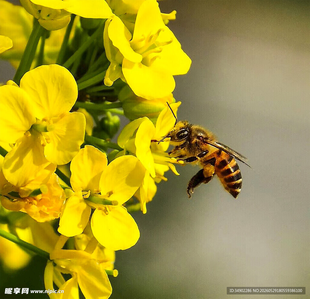 蜜蜂采蜜于灿烂油菜花间