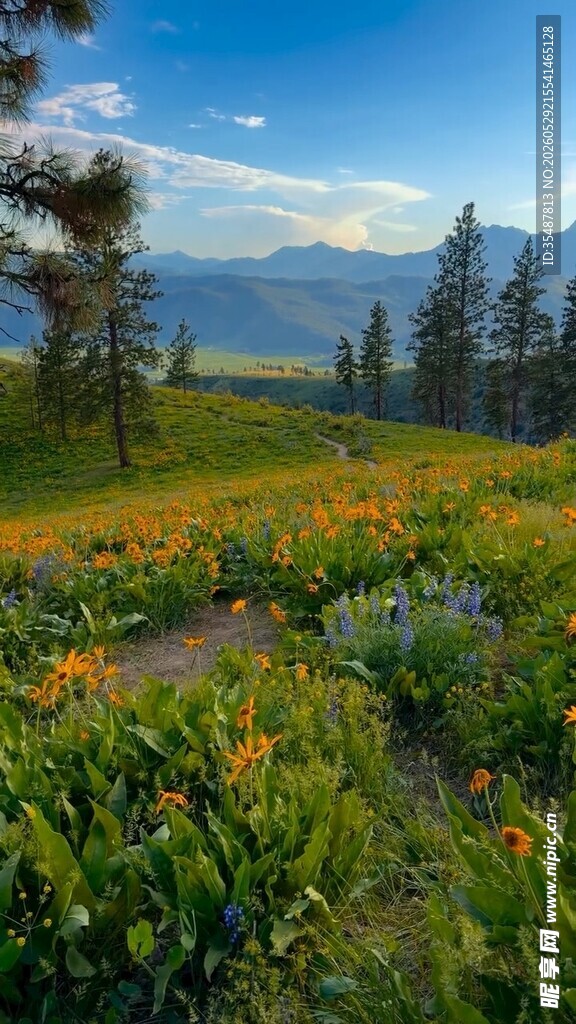 山间绚烂花海景色迷人