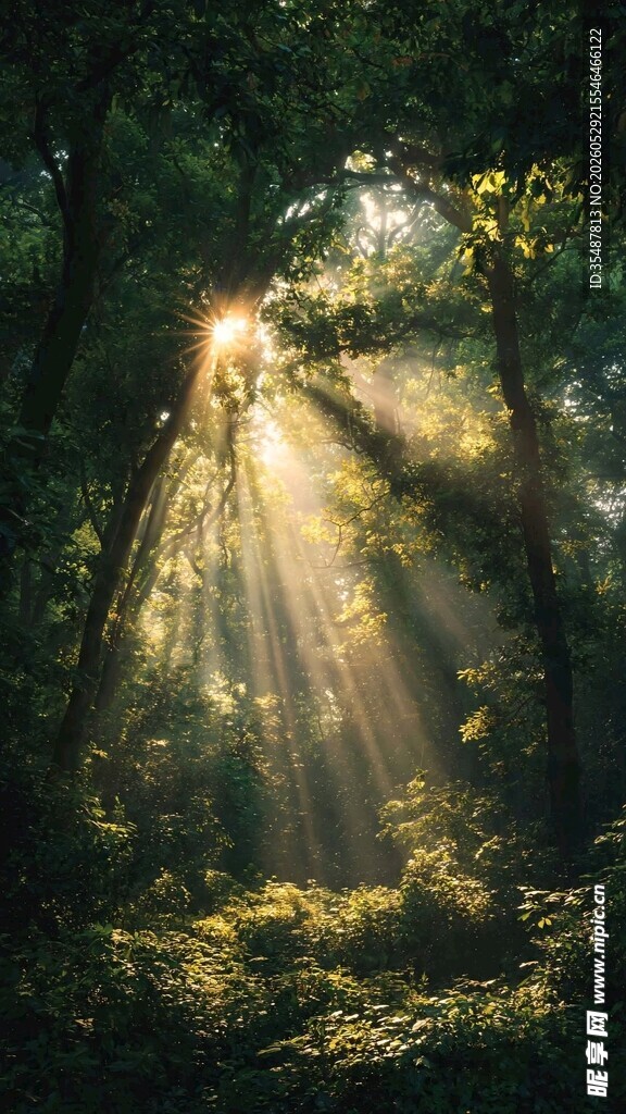 林间阳光洒落的静谧美景
