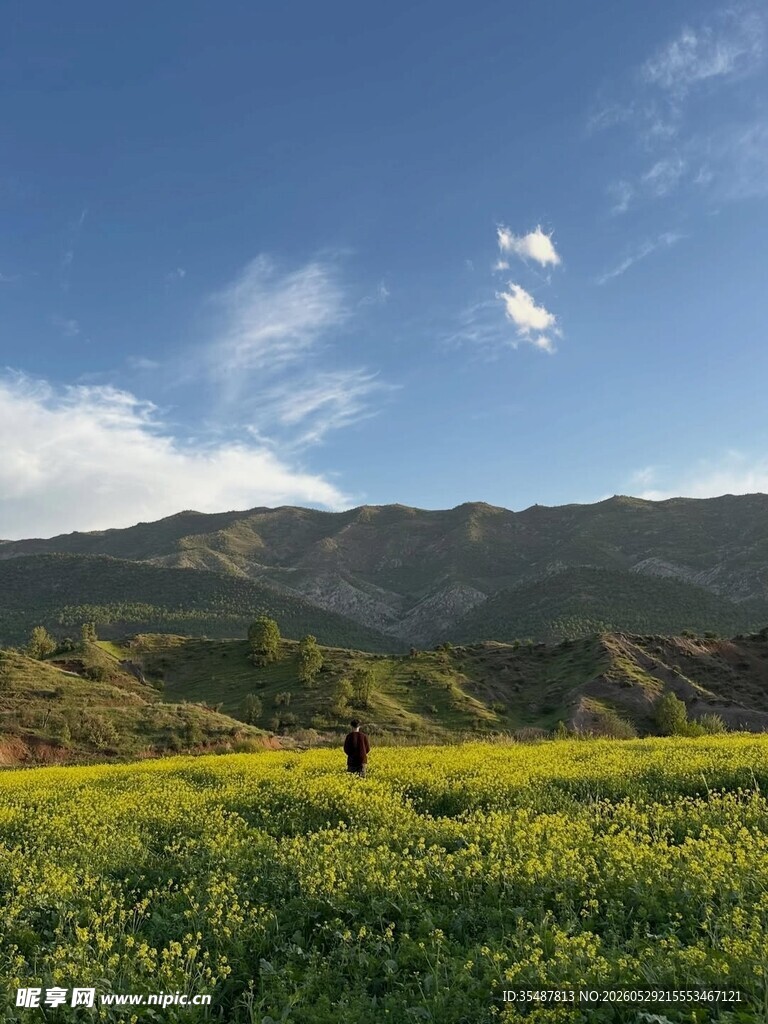 漫步金黄花海与青山之间
