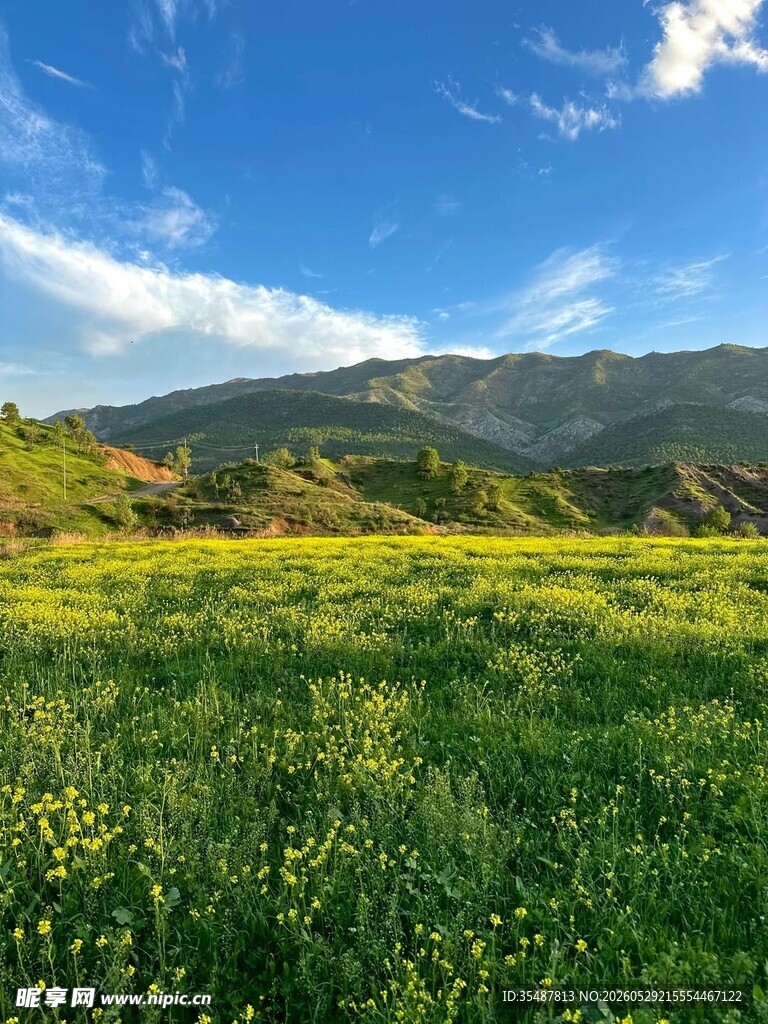 春日绿野花海美景