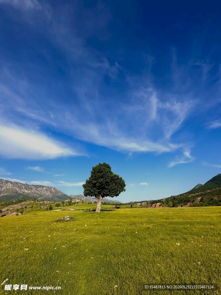 草原孤树蓝天相伴美景