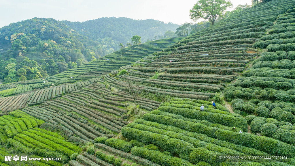 层层叠翠的美丽茶山景观