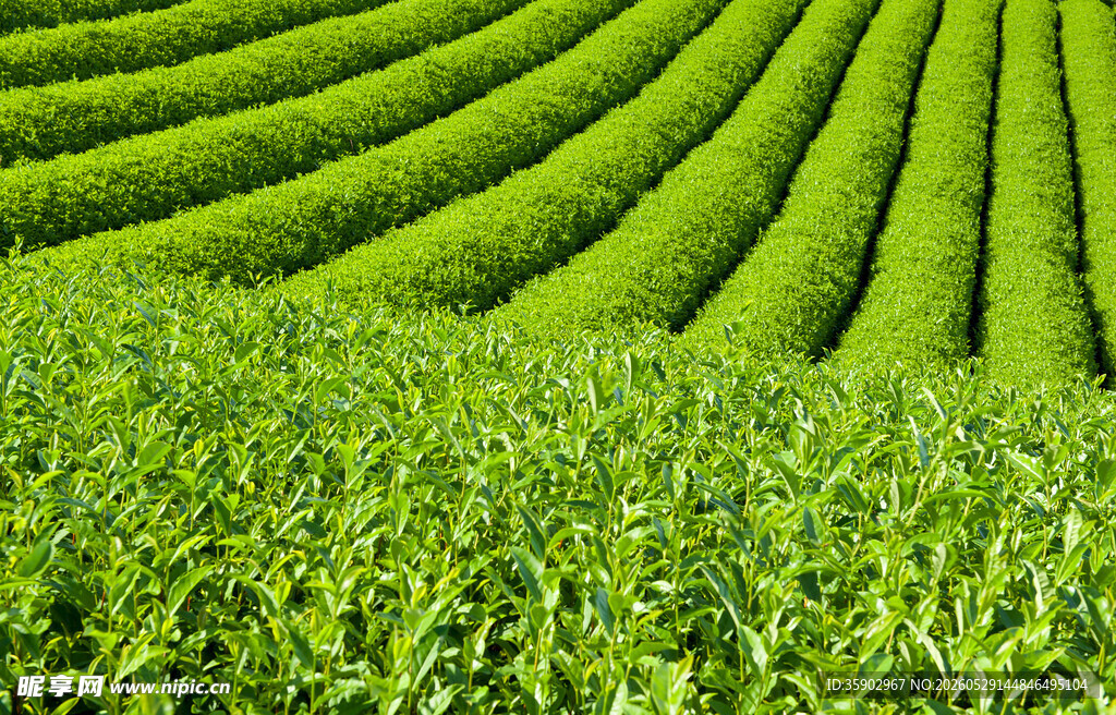 层层绿意的规整茶园