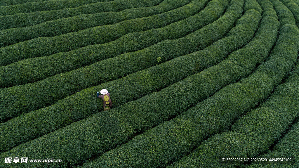 茶园中的孤独身影