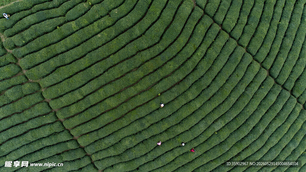 叶脉纹理特写