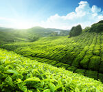 翠绿茶园风光全景