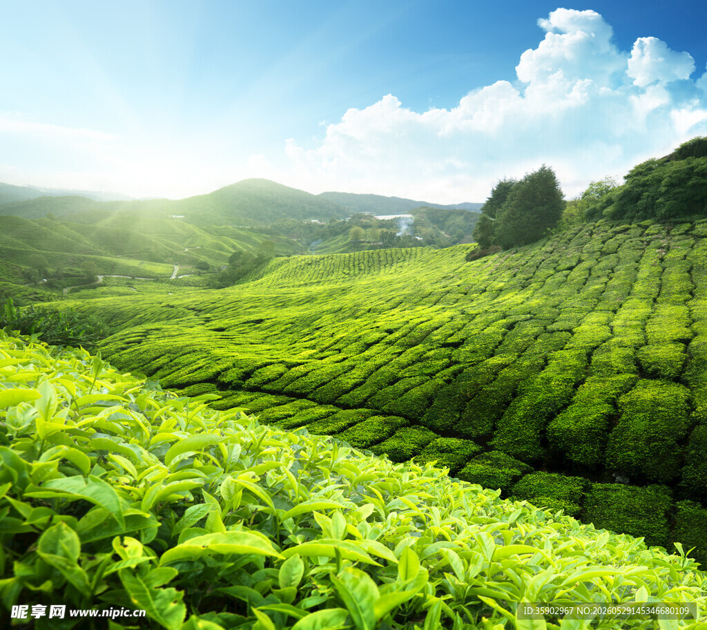 翠绿茶园风光全景