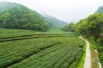 山间茶园小径绿意盎然
