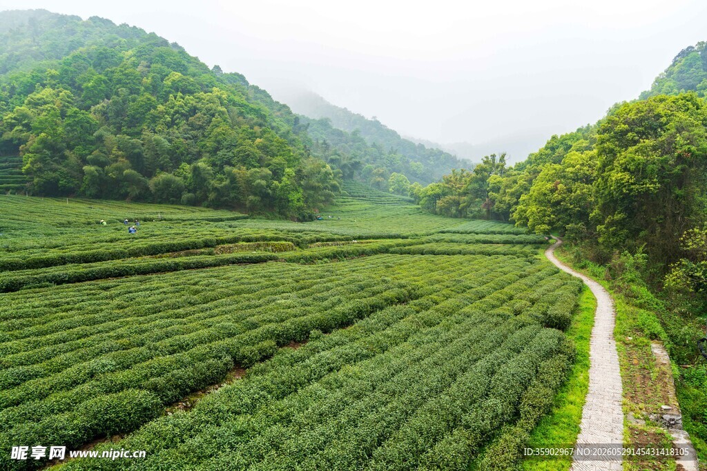 山间茶园小径绿意盎然