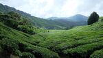 翠绿茶园自然清新之景