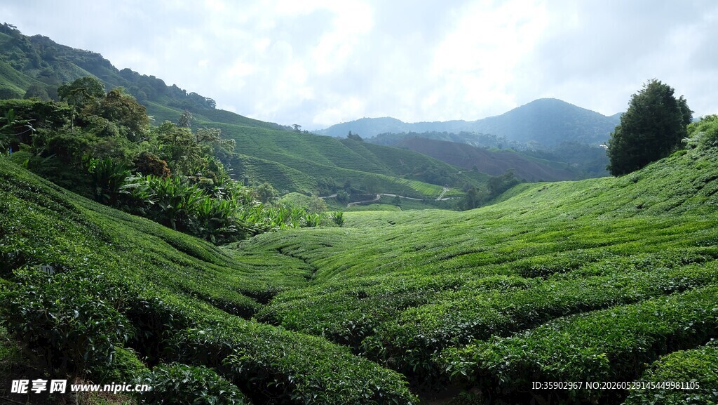 翠绿茶园自然清新之景