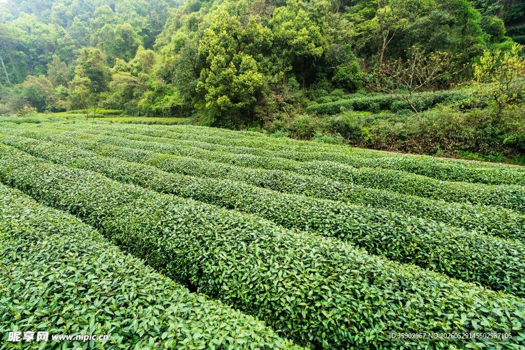 翠绿茶园生机盎然的田园景