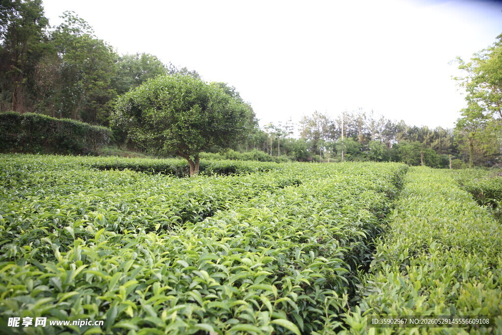 翠绿茶园自然清新景致
