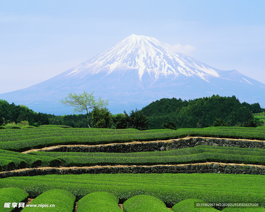 富士山下的翠绿茶园景观
