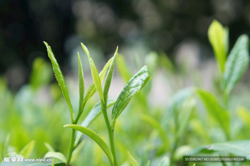 嫩绿新茶芽尖初绽