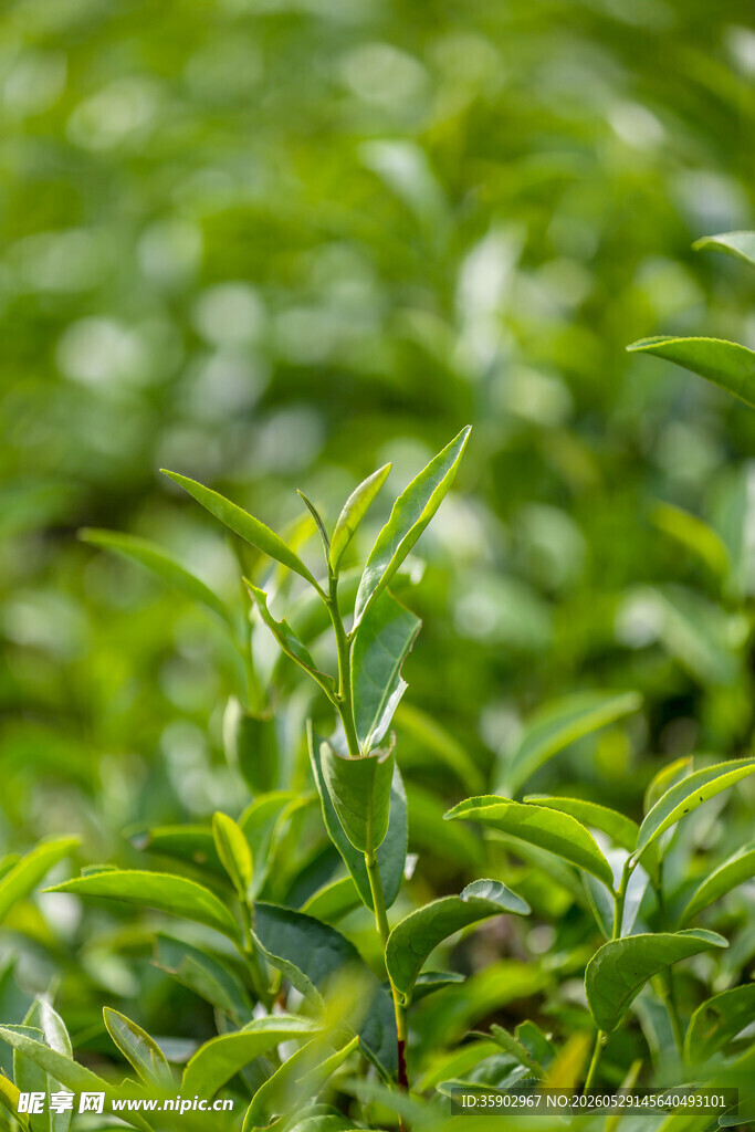 嫩绿茶树新芽生机勃勃