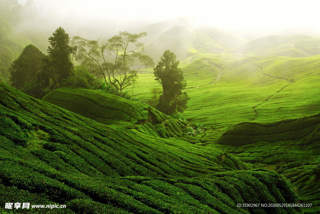 翠绿山丘间的朦胧茶园景色