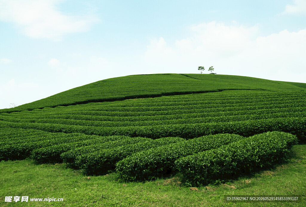 翠绿茶山美景