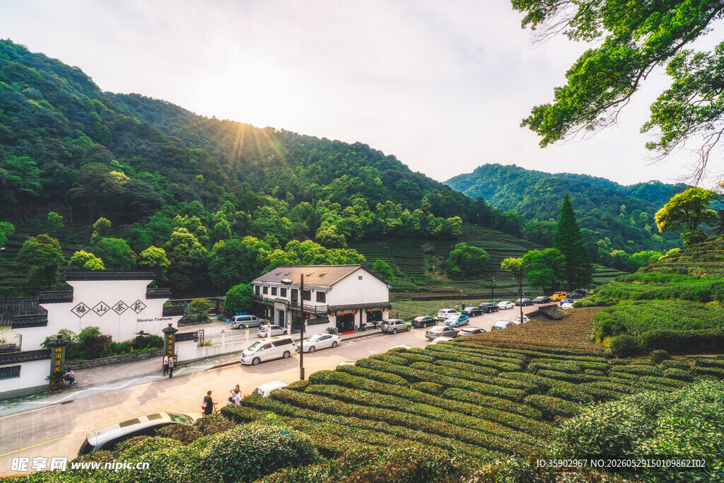 山间村落茶园美景