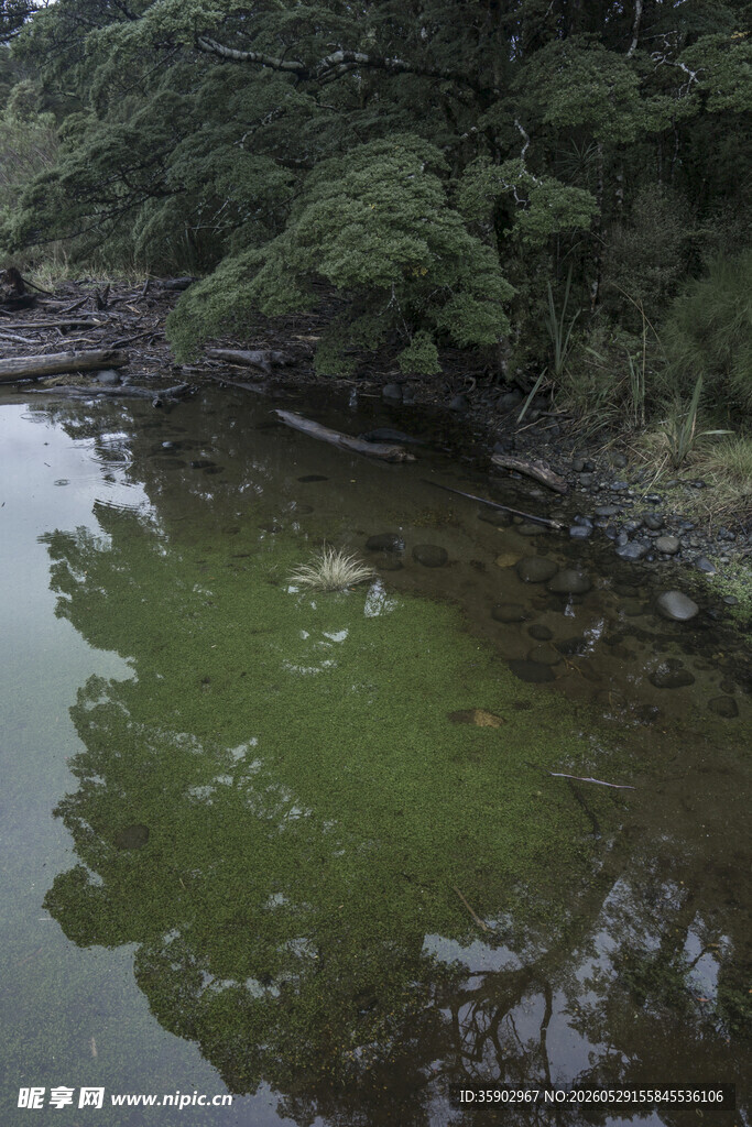 林间绿水自然静谧之景