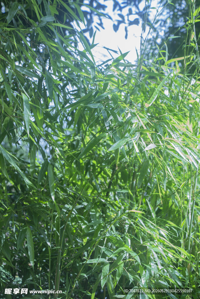 茂密翠绿的竹子景象