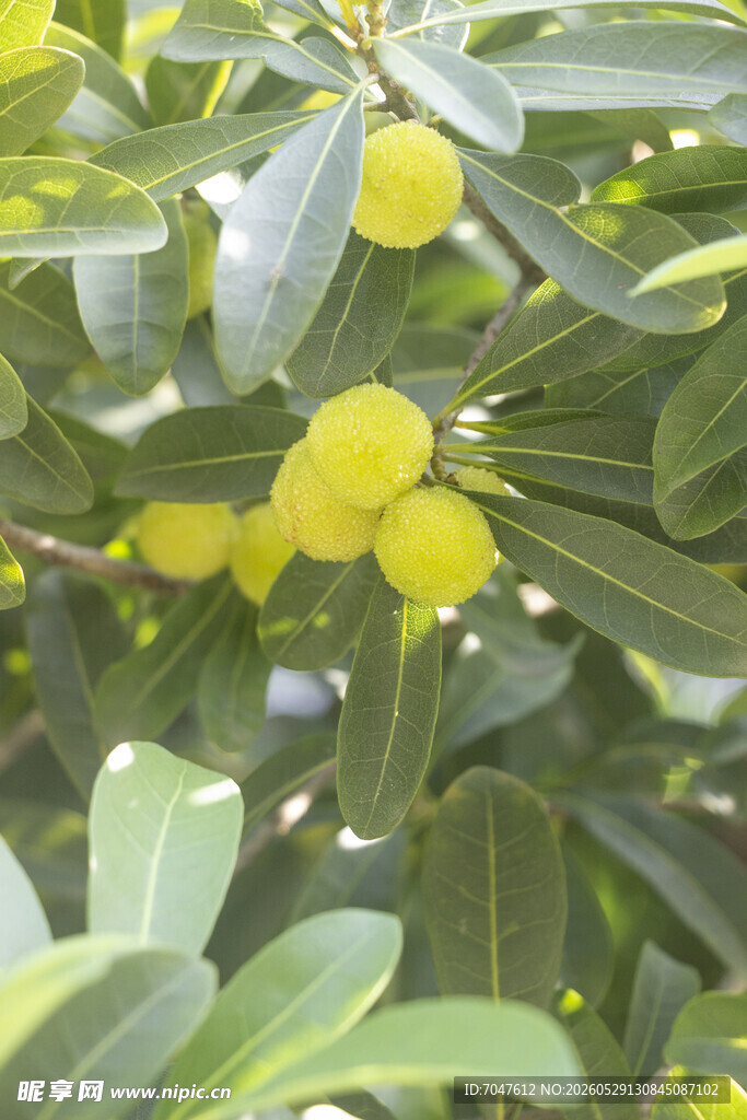 杨梅枝头果实