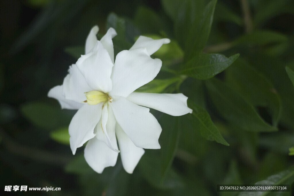 素雅栀子花白花朵绽放
