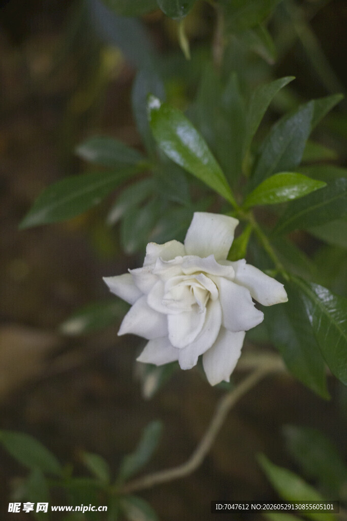 洁白绽放的单朵栀子花