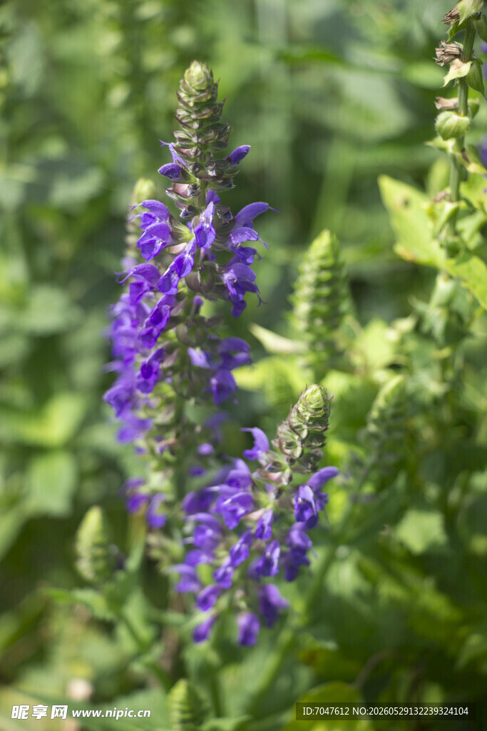 紫色林荫鼠尾草特写