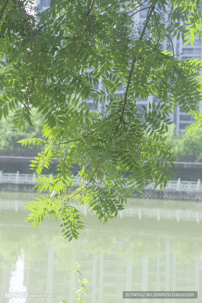 河畔黄连木垂枝映碧水