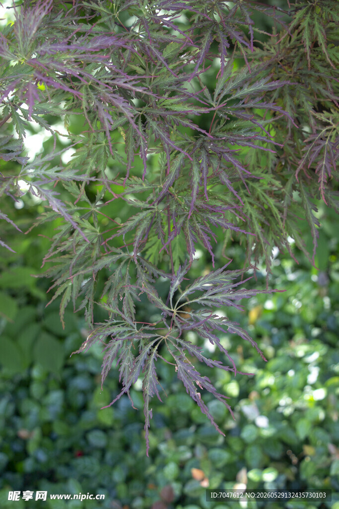 羽毛槭紫色叶片的植物特写