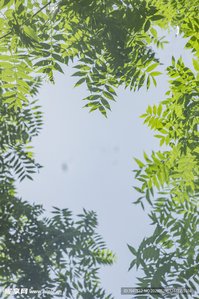 仰视翠绿繁茂的树梢