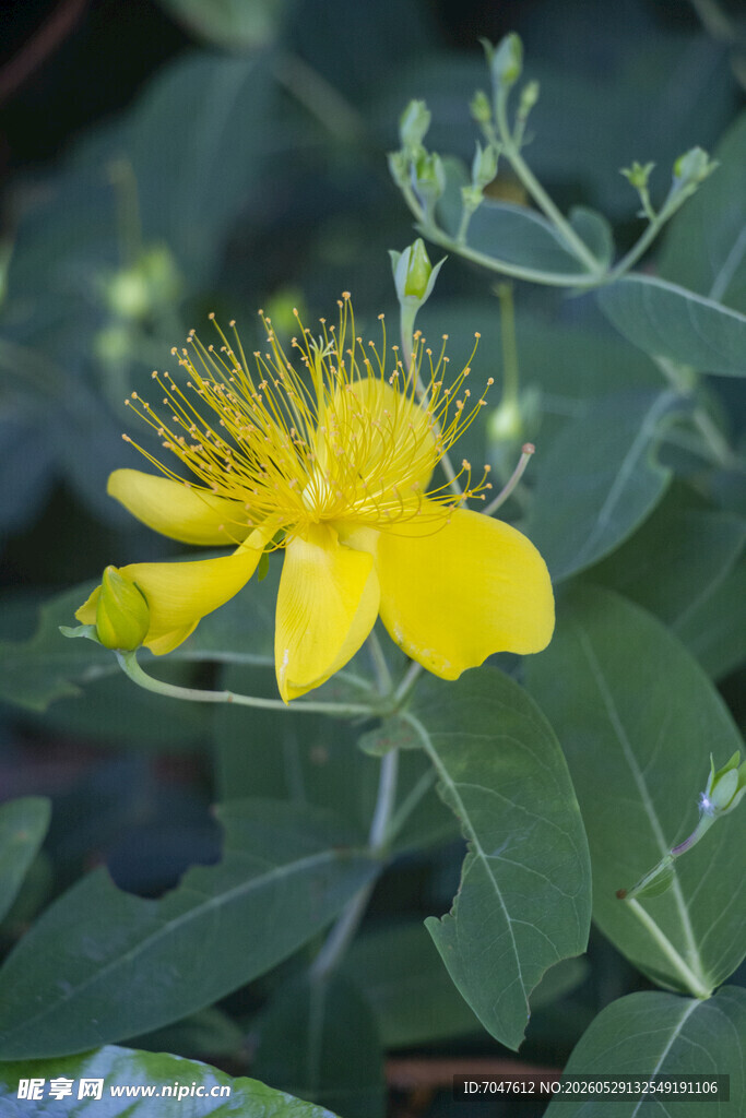 黄色金丝桃花特写