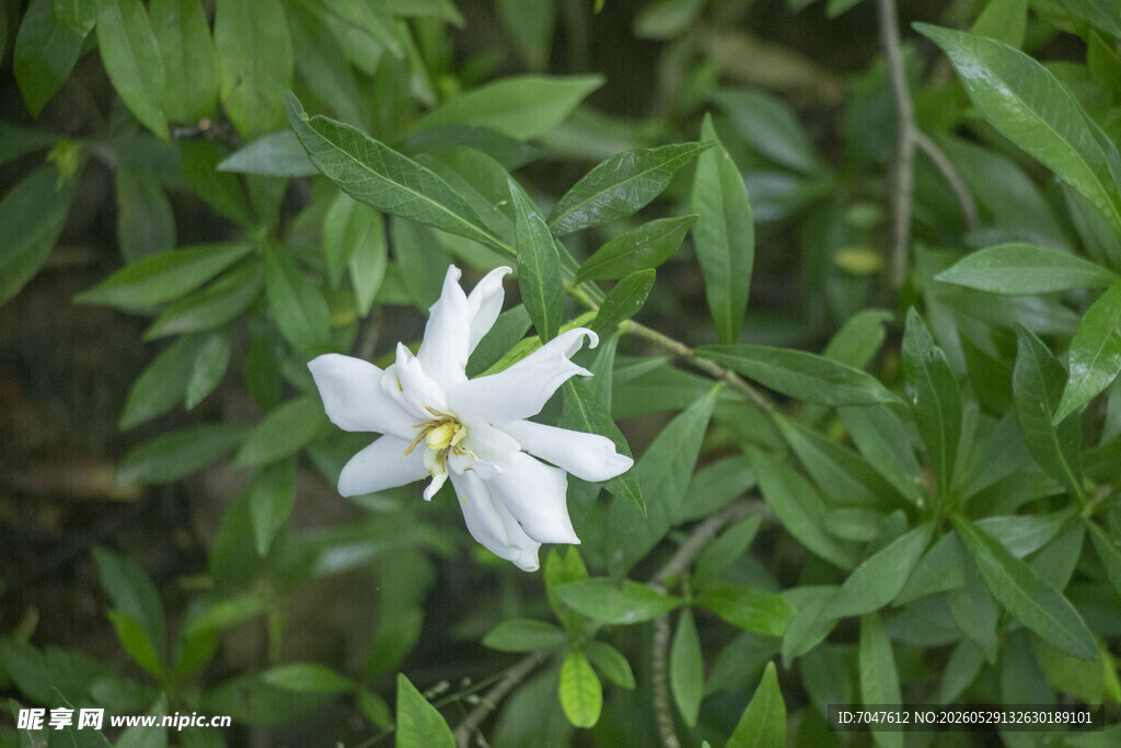 白色栀子花