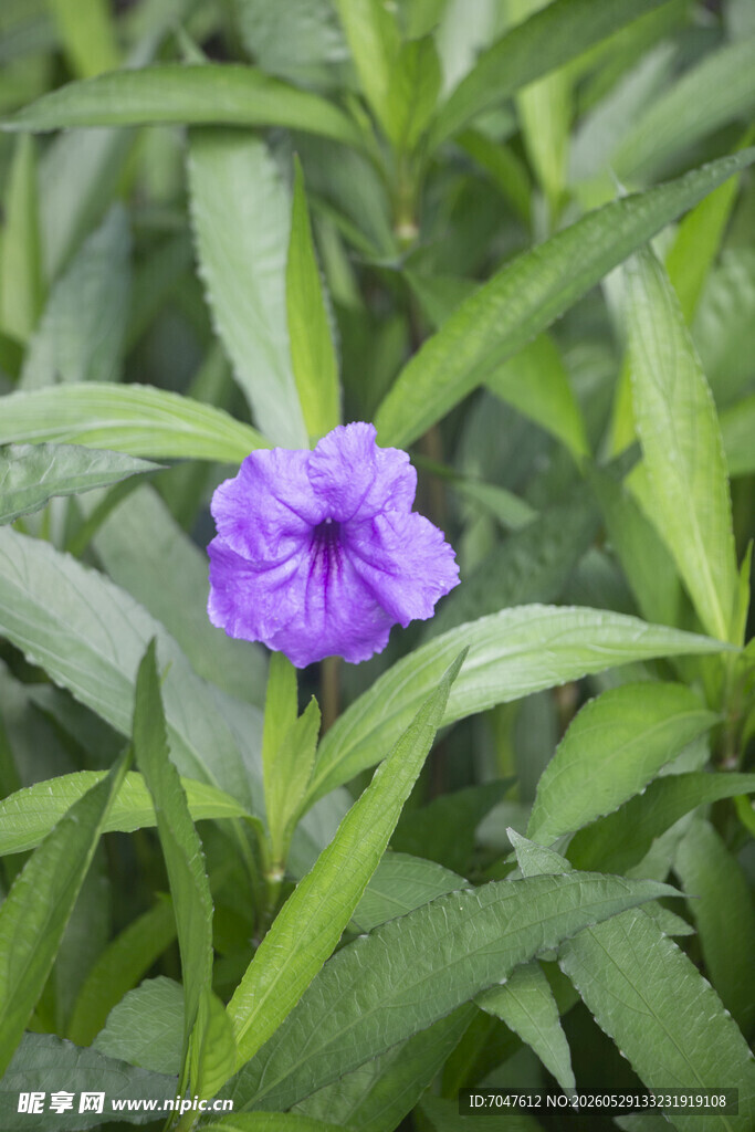 蓝花草紫色小花绽放绿叶间