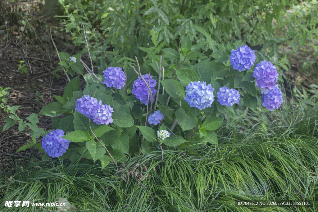 蓝绣球花绽放于绿叶间