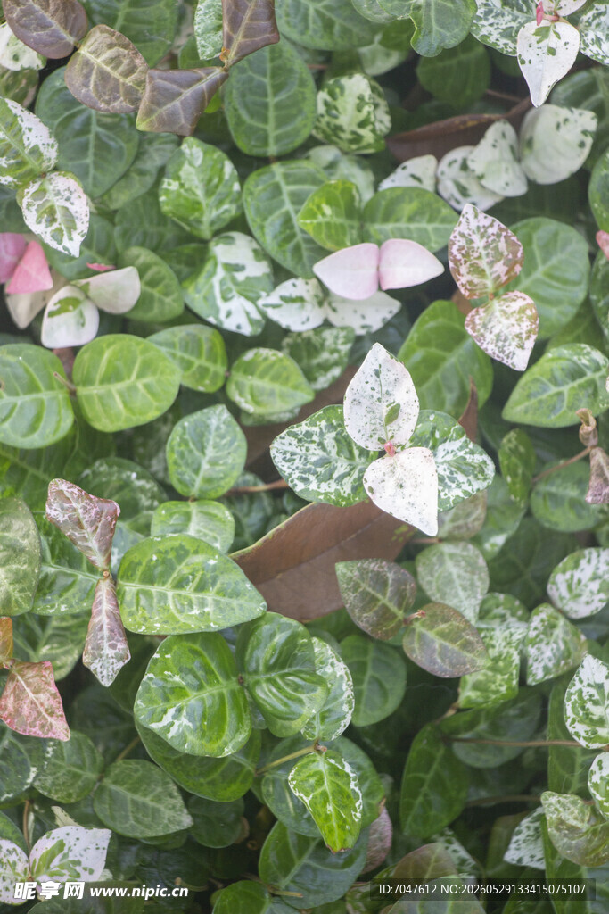 花叶络石绿叶植物中的多彩叶片