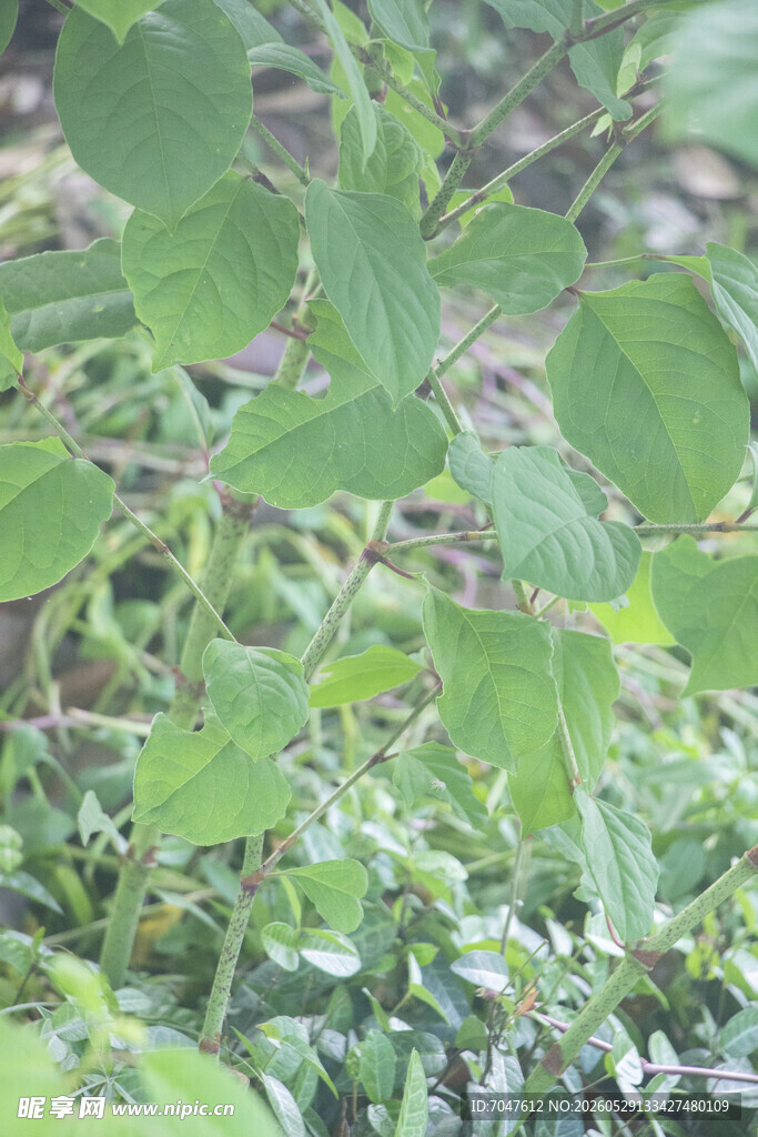 虎杖枝叶