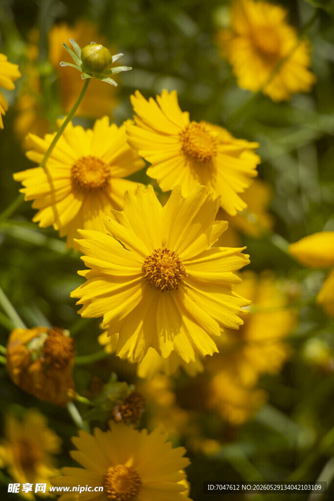 金鸡菊