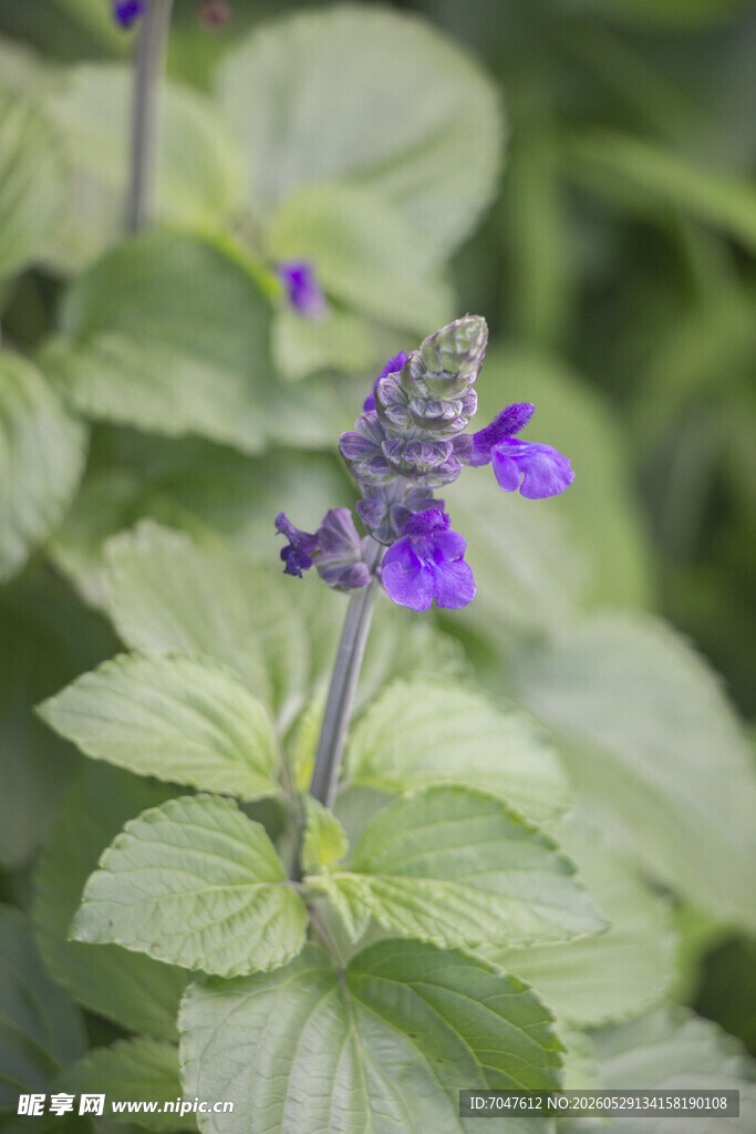 紫色鼠尾草花朵特写