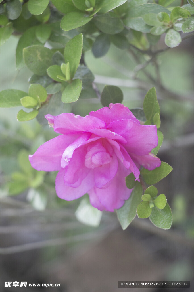 夏鹃娇艳粉色花朵绽放枝头